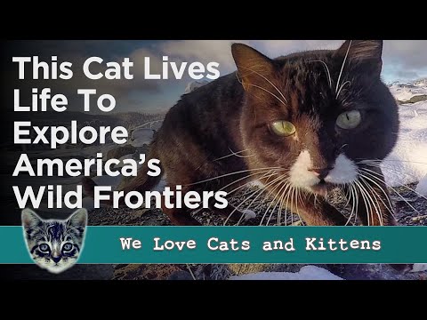 Burma the Adventure Cat Saved His Human With Amazing Life In The Great Outdoors