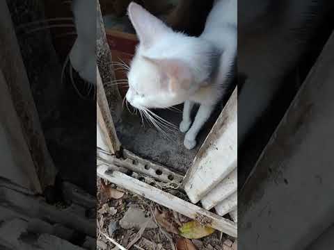 A xuxinha hoje com seu filhotes...Em Marco CE...