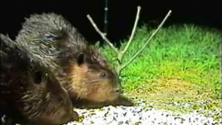 preview picture of video 'Woodrat and Beavers on Critter Window'