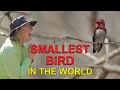 The SMALLEST BIRD in the World: Cuba's Bee Hummingbird