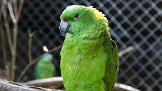 WILDLIFE VOLUNTEERING IN COSTA RICA