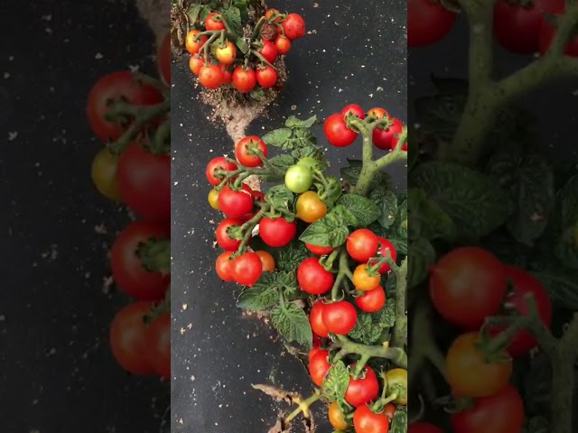 Стандарт поставки видео №1 Томат Маленький Принц алый F1  Стандарт поставки видео №1 Томат Маленький Принц алый F1