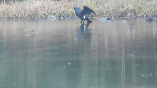明石公園 桜堀の野鳥