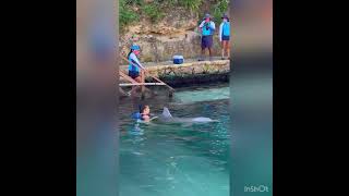 ¿ cuánto cuesta nadar con delfines en Xcaret enero 2022   Vale la pena