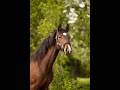 Pouliche - SBS - 1 an - Dressage - France