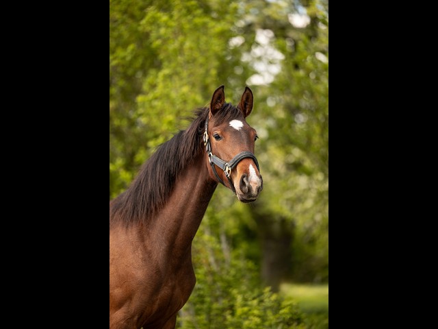 Pouliche - SBS - 1 an - Dressage - France