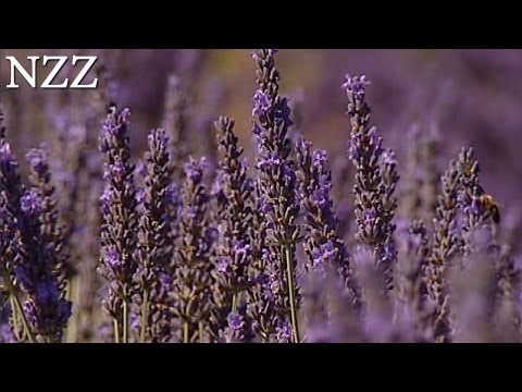 Für alle Sinne: Lavendel - Dokumentation von NZZ Format (2004)
