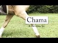 Chama || It Ain't Over Yet MV