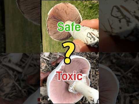 How to ID an Agaricus mushroom and determine if it’s then edible!