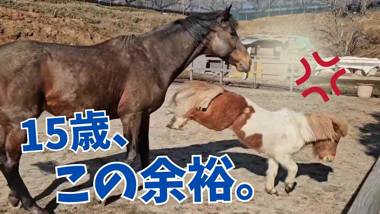 15歳の誕生日、優しすぎる元競走馬ラヴモアに嬉しいプレゼント！遂にヤギ男が！