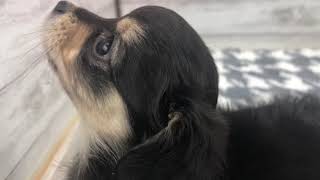 ハーフ犬の動画01