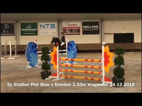 5y Stallion by PLOT BLUE x EMELION **FOR SALE**