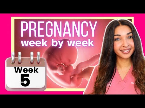5th Week of Pregnancy | Week By Week Pregnancy