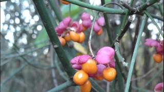 Autumn   quiet friend