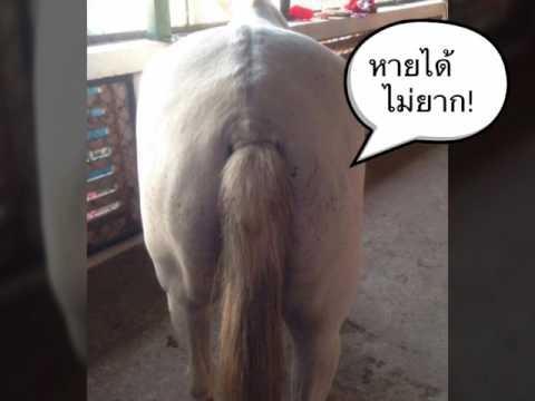 แม่พยาบาลและโรคสะเก็ดเงิน โรคสะเก็ดเงินโรคผิวหนังในเด็ก