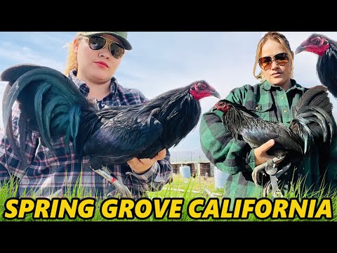 Black Hennie Grey Kelso SPRING GROVE Beautiful Birds