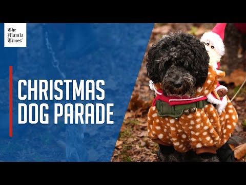 Canine cheers as Christmas dog parade in London raises awareness for rescues - YouTube