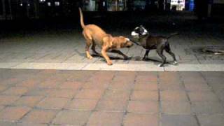 Illegal dogfight ! Olde English Bulldog vs. Rhodesian Ridgeback :-))