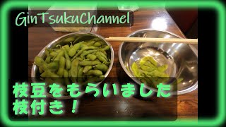 【料理】生です。とれたてです。枝が付いたままの枝豆もらいました。