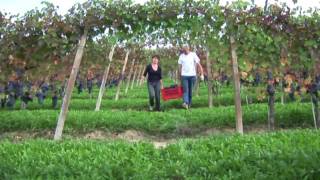 preview picture of video 'visita virtuale azienda agricola Abrigo Giovanni Diano d'Alba (CN)'