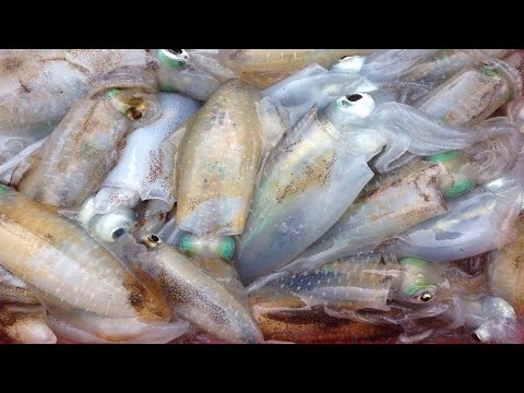 Amazing Giant Squid Cutting and process - Workers Fastest Skills #02