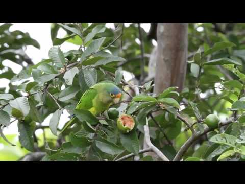 Aratinga canicularis