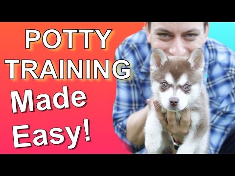 How to Potty Train your Puppy EASILY! Everything you need to know!