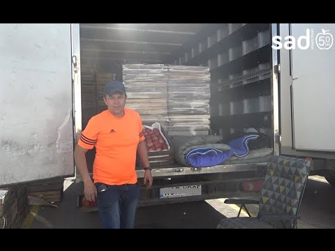 Słaby handel jabłkiem na Broniszach. "Otworzę komorę, wysypię na przemysł"