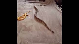 Download lagu #WhatsApp #Status #Snake #Video #Short🐍🐍🐍 mp3