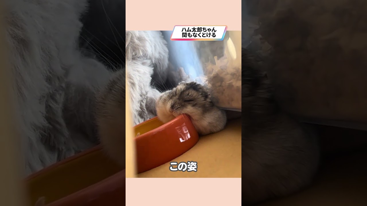 隙間でとろけるハムスターが可愛い【ててらぼペット部】