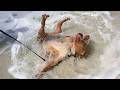 When Your Dog First Encounters With The Ocean Funny Dogs And Water