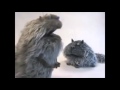 Spiffy Fats Cat