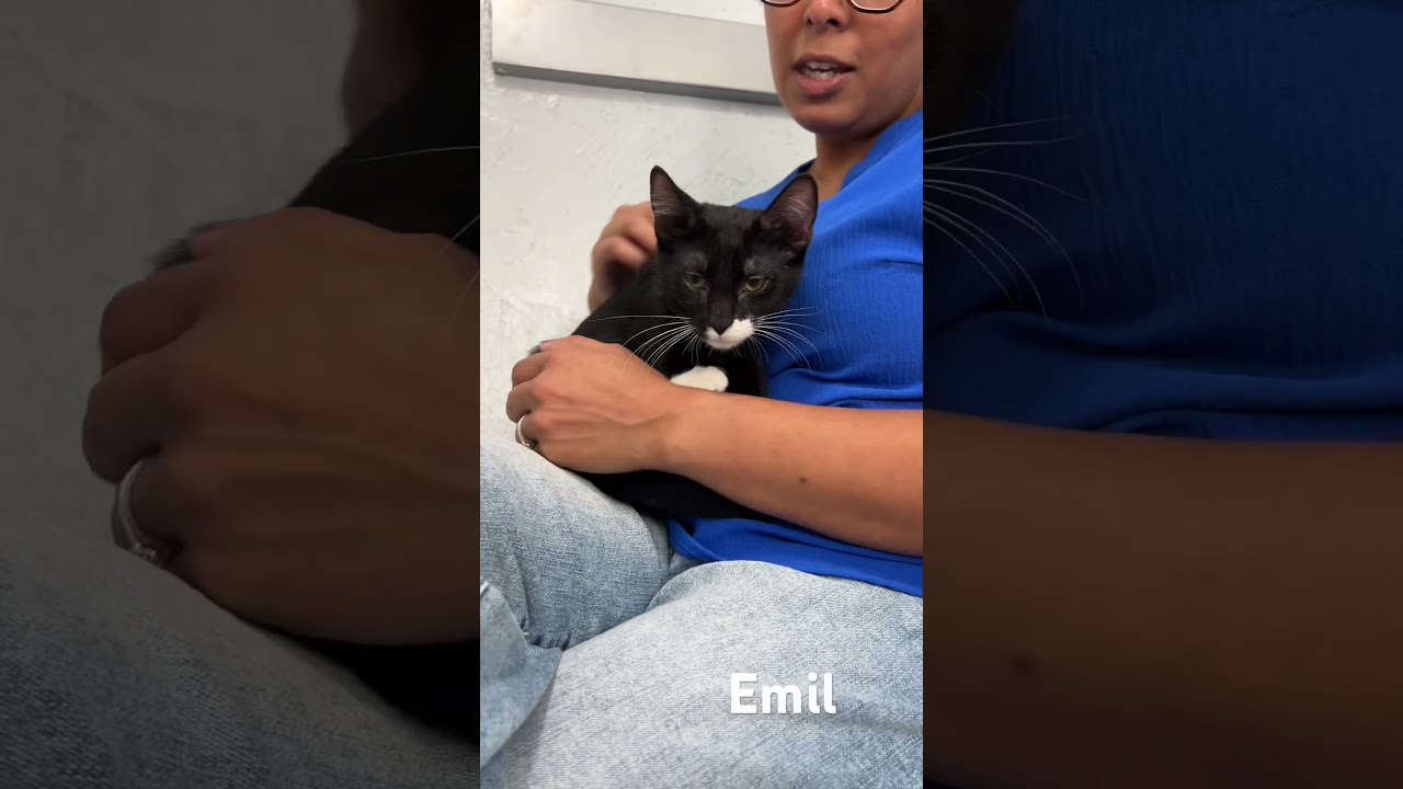 Emil, a Adoptable Domestic Short Hair in Mobile, AL video 6/6