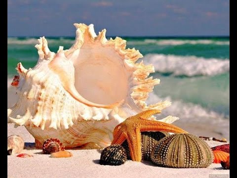 Тhe Joy of  Life ~ Melodic Brothers  (Our Green Planet )