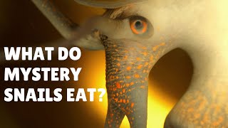 What do Mystery Snails Eat - What to Feed Mystery Snails - Mystery Snails Diet