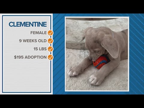 How about adopting Clementine as your Pawfect match? - YouTube