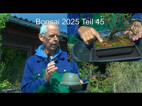 Bonsai Teil 45 Azalee in Sphagnum moos und neue Schale aus Beton. Oberfläche bearbeiten
