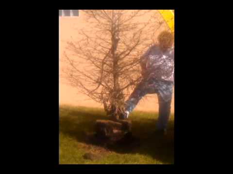 Removing Dead Pine Trees with Weightlifter