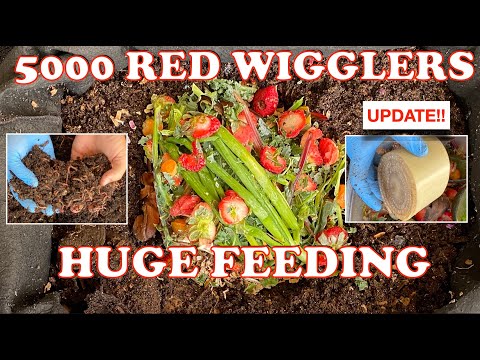 Massive Worm Bin Feeding After 15 days  + Worm Time Lapse | Vermicompost Worm Farm