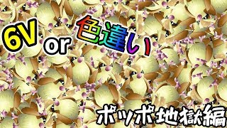 【ピカブイ】6Vor色違いを求めて【ポッポ編】