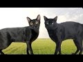 American Bombay vs British Bombay Cat - What's the Difference?