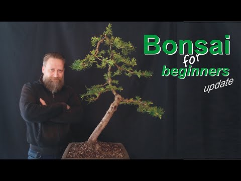 Eibe und Acer und wie es weiter geht