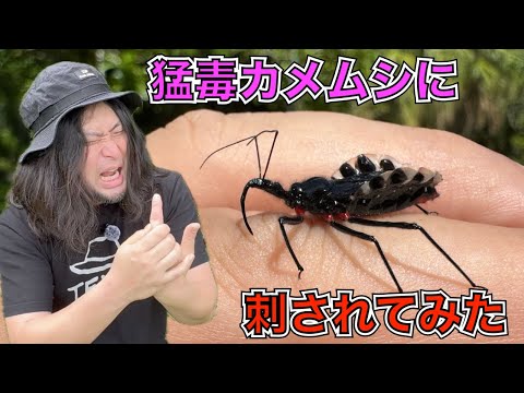 Extreme pain! Extreme itching! I was stung by an invasive species of poisonous stink bug [Assassi...