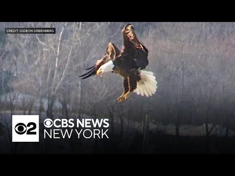 Majestic bald eagles take up residence along the Hudson River in Westchester County
