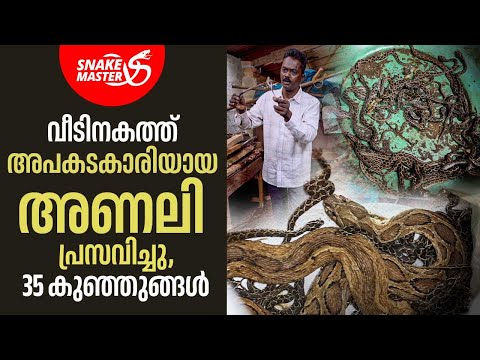 അമ്മ അണലിയെയും, 35 കുഞ്ഞുങ്ങളെയും വീട്ടിനുള്ളിൽ നിന്ന് പിടികൂടി | Vava Suresh | Snakemaster 1086