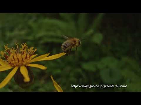 ミヤママルハナバチの飛翔　超スローモーション
