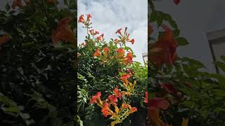 Download lagu Divertimento No. 3 in F Major, K. 138: II. Andante · Sandor Frigyes · Franz Liszt Chamber OrcㆍMozart mp3