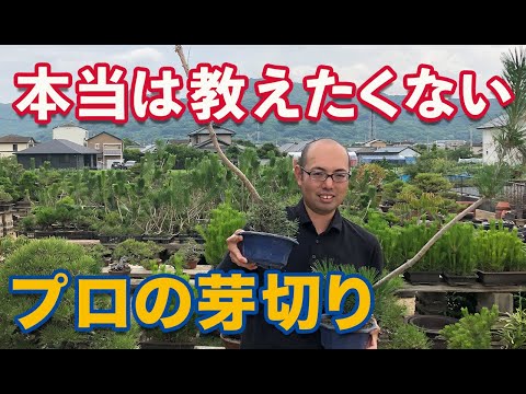 自分の盆栽を育てる: これが仕組みです トピックス