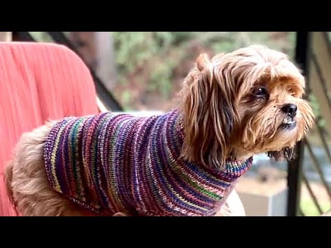 Learn to Knit a Seamless Dog Sweater
