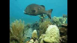 further to fly - reggae Paul Simon